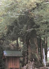 苅田比売神社のムクノキの写真