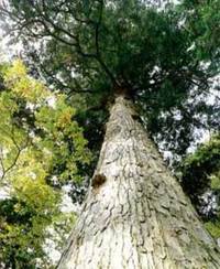 依居神社のモミの木の写真